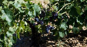 vendimia Ribera del Duero