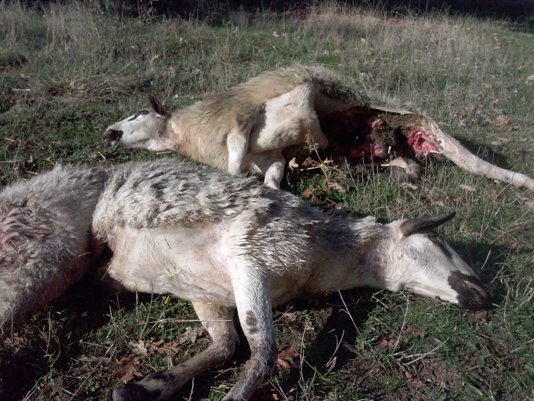 Lobo