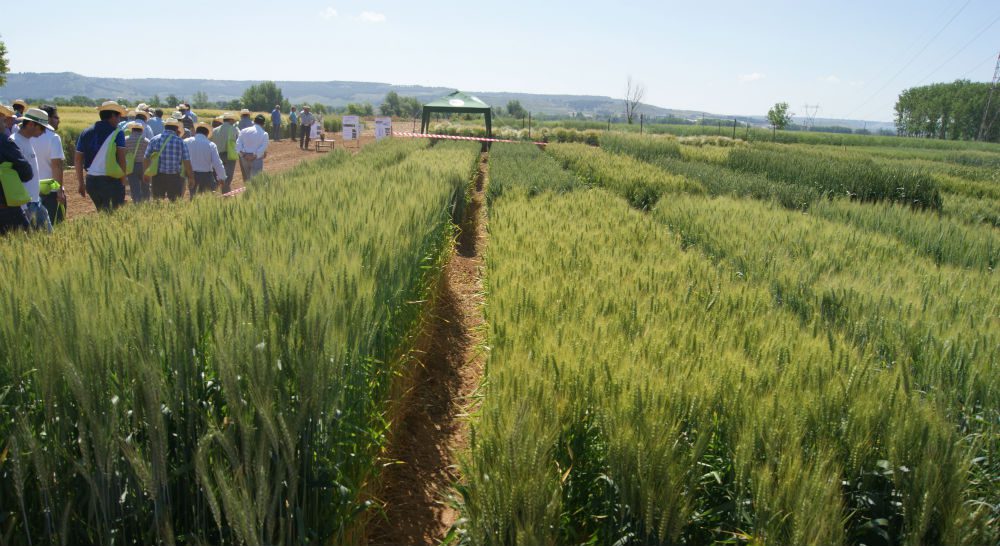 Jornada Cereal Zamadueñas