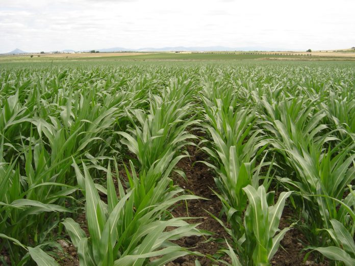 Cultivo maíz