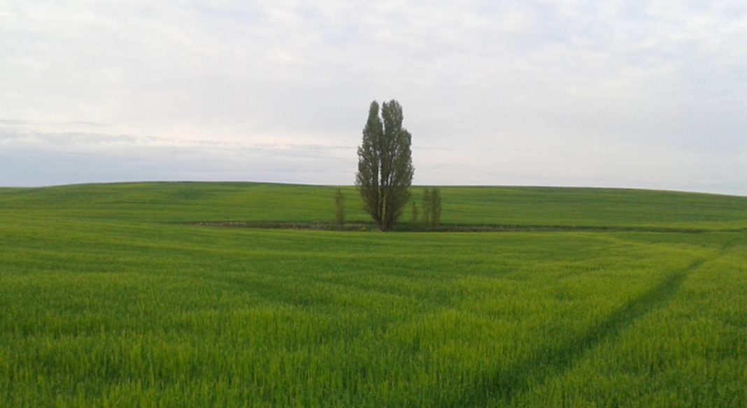 media campo