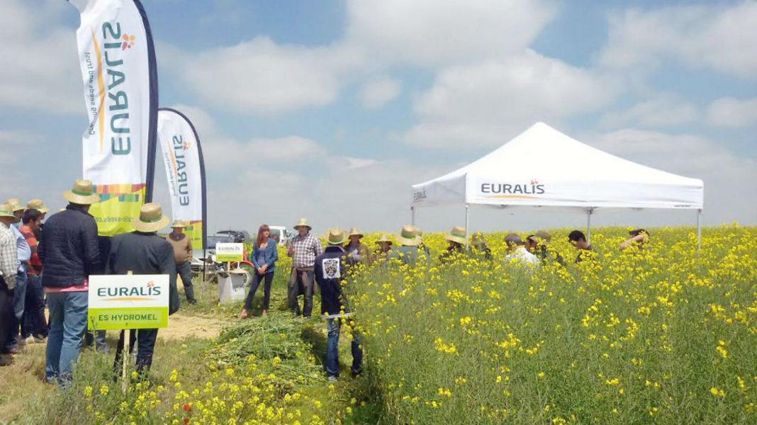 media colza Euralis