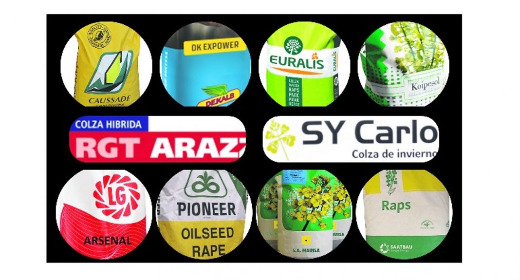 media semillas colza
