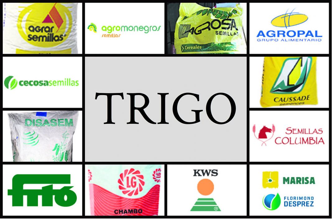 media semillas trigo