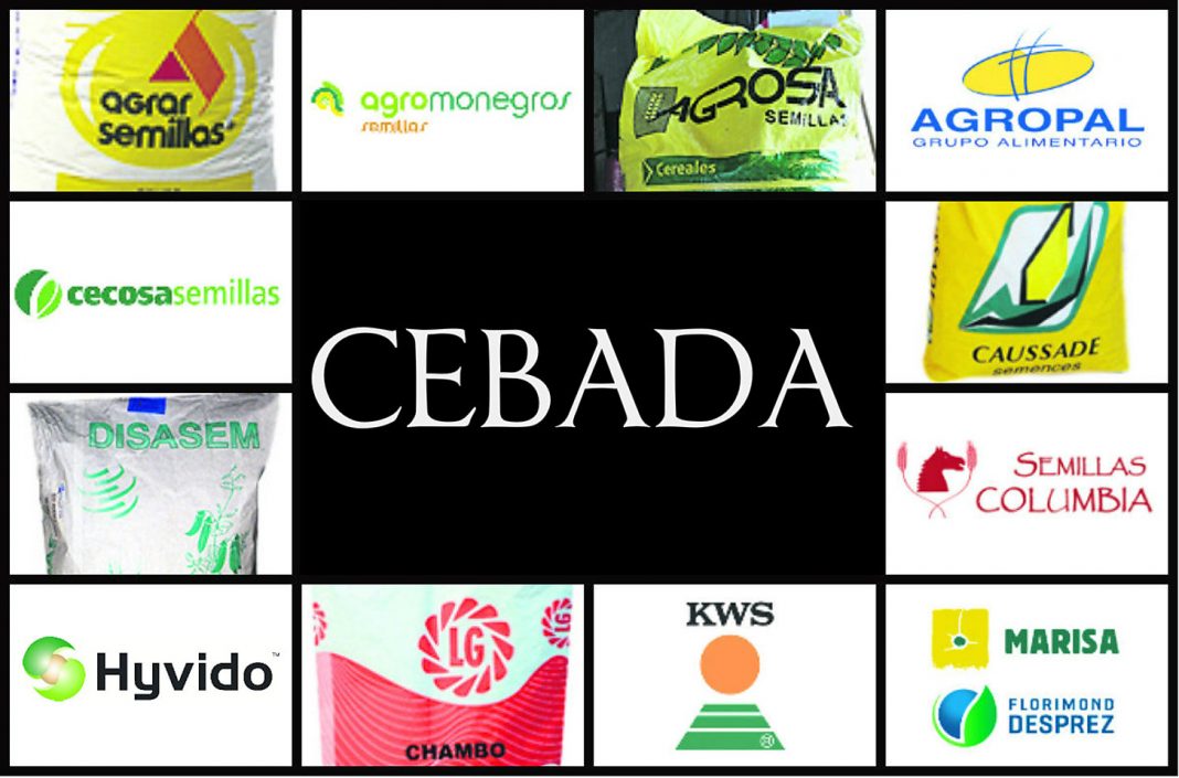 media semillas cebada