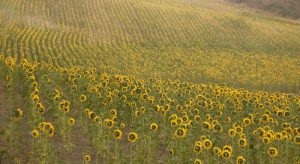 girasol La Bureba