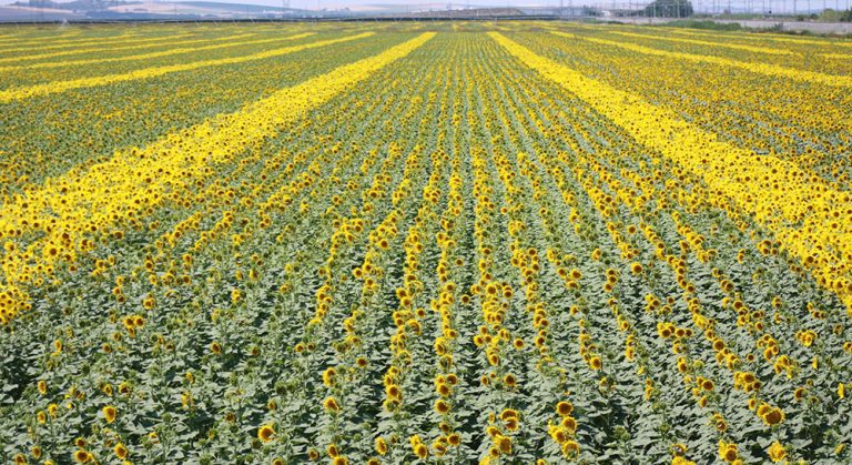 campo girasol   Euralis