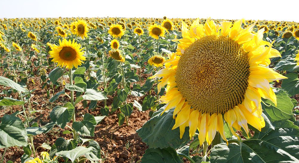 girasol cyl campo