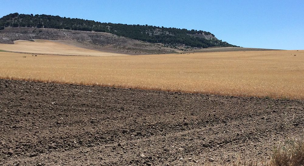 cereal valladolid junio