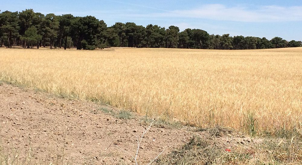 cereal valladolid junio