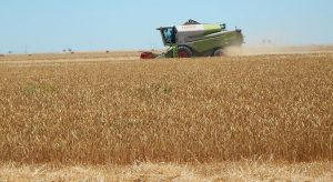 cereal cosechadora