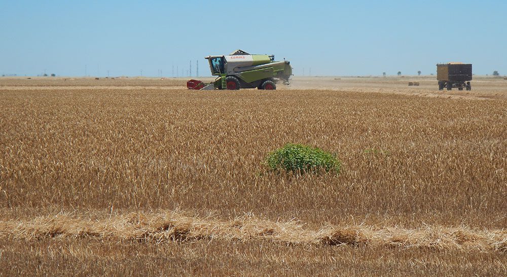 cereal cosechadora jun  valladolid