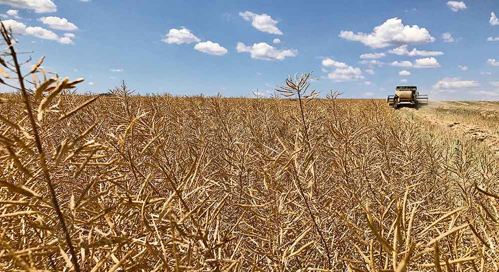 colza cyl campo Dekalb