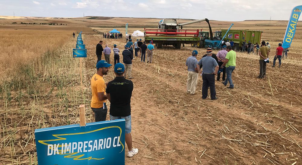 dekalb jornadas colza
