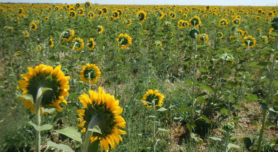 Girasol