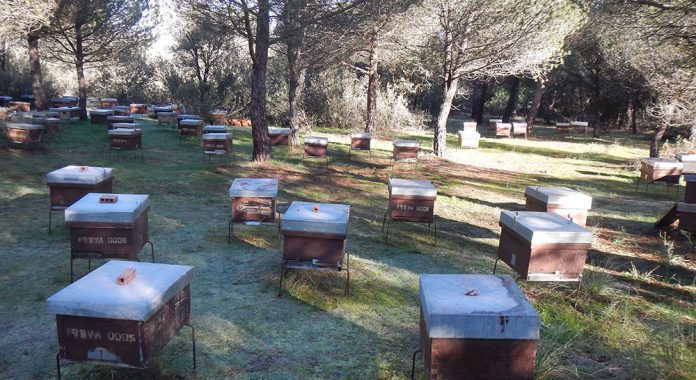 apicultura colmenas valladolid