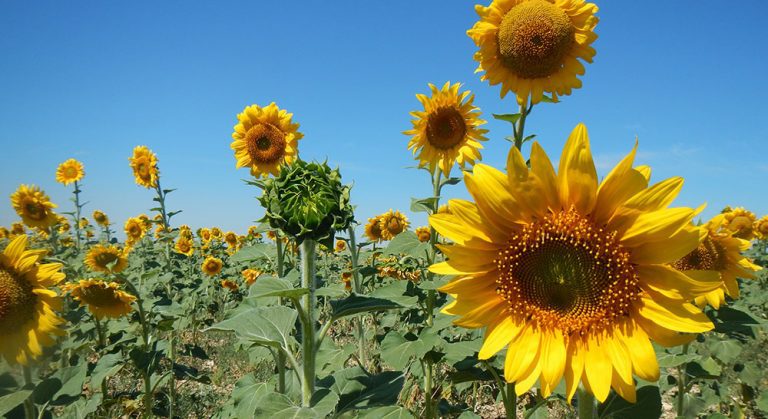 girasol campo julio