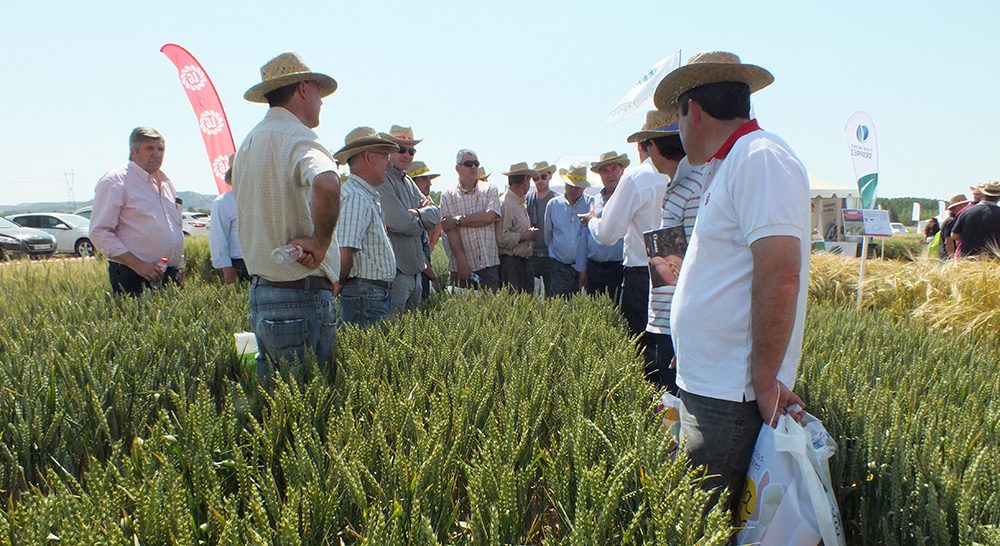 evento semilla campo