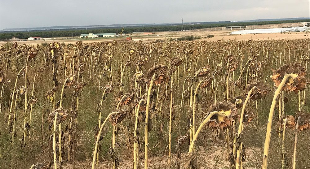 girasol campo sequia