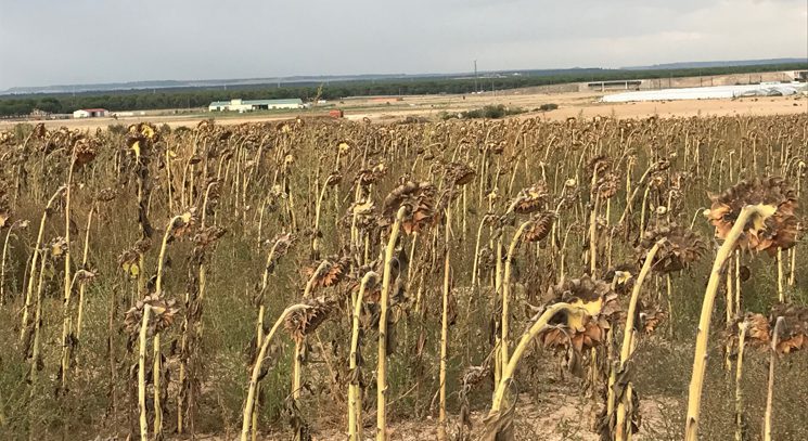 girasol