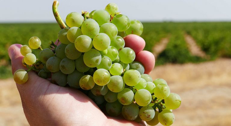 uva verdejo dorueda vendimia