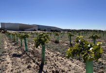 viñedo