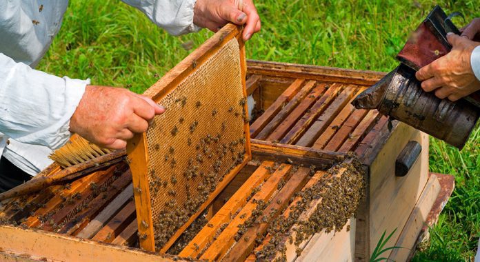 apicultura mapama