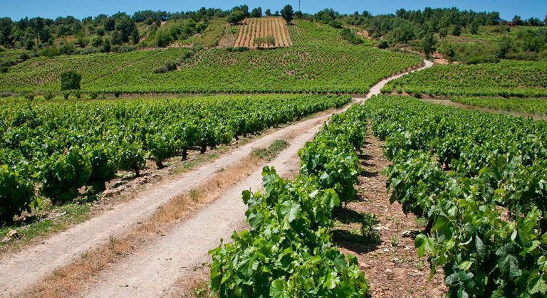 vinedos dobierzo camino