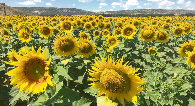 girasol campo cultivo