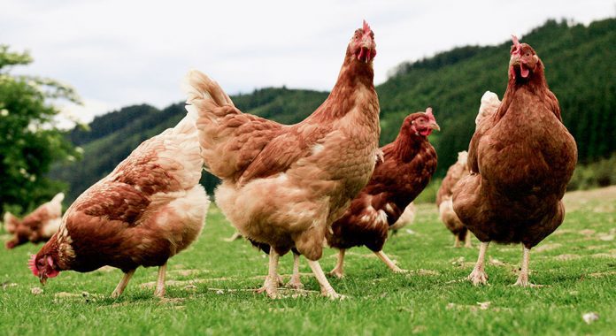 ecologico ue gallinas