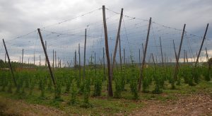 lupulo-cultivo-mayo-2018-1