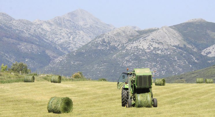 alfalfa palencia