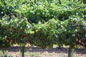 vinedo do rueda julio