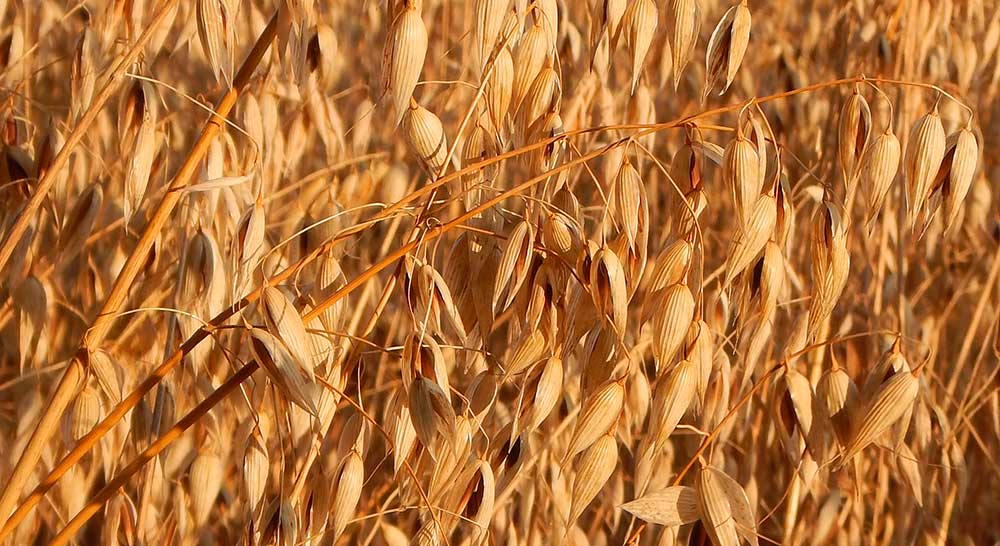 avena valladolid agosto