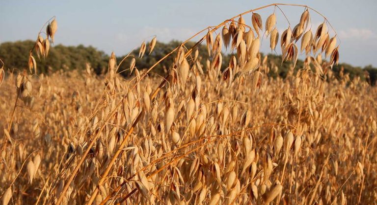 avena valladolid agosto