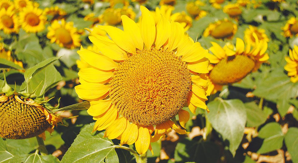 girasol