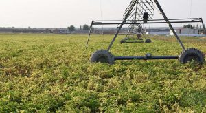 riego-campo-patata-08