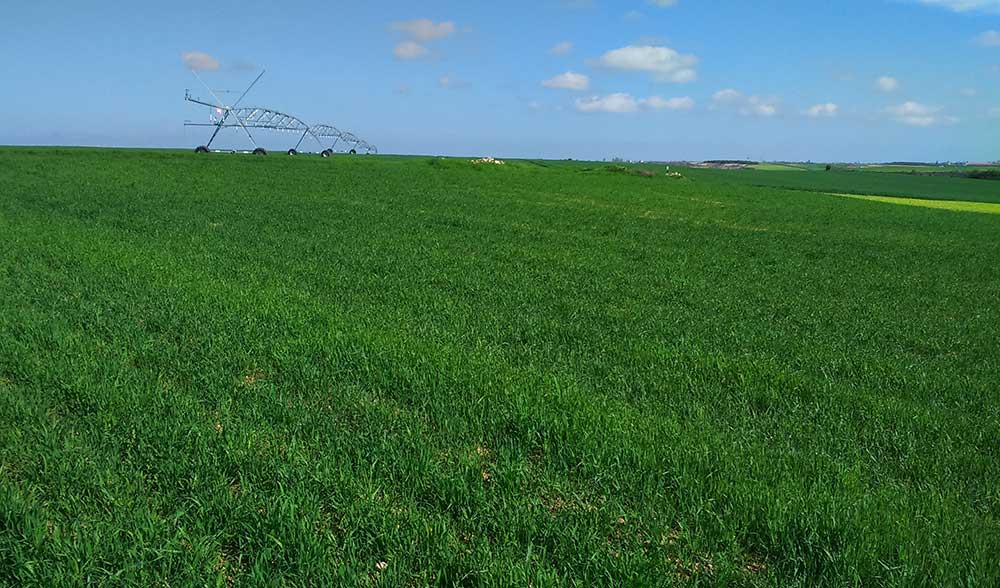 trigo regadio villanubla