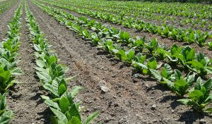 cultivo de tabaco