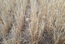 Sequia cereales junio