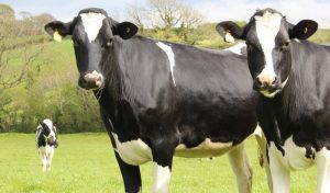 agroseguro-seguroganado