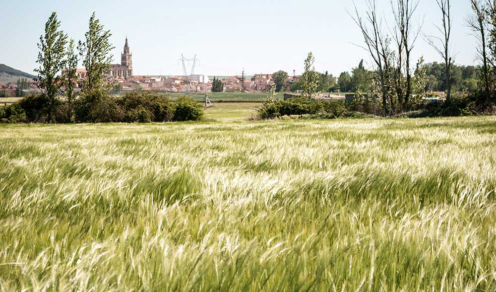 campo rioseco viento cereal