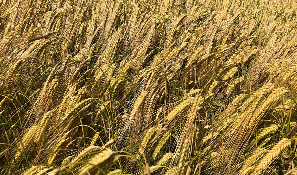 cereal campo valladolid