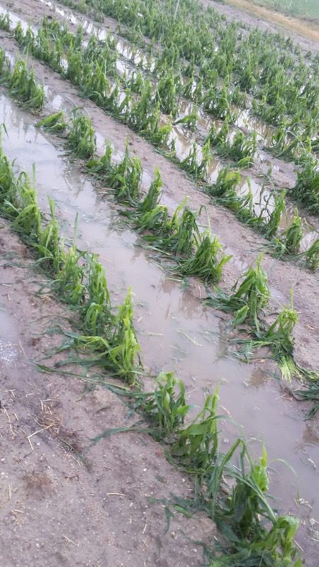campo-gomezserracin-lluvia-maiz