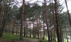 soria laguna negra pinar pino bosque paisaje mayo 2018