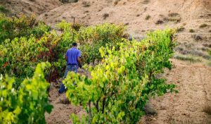 vinedo-agricultura-campo