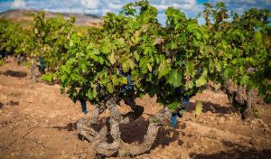 Ribera del Duero