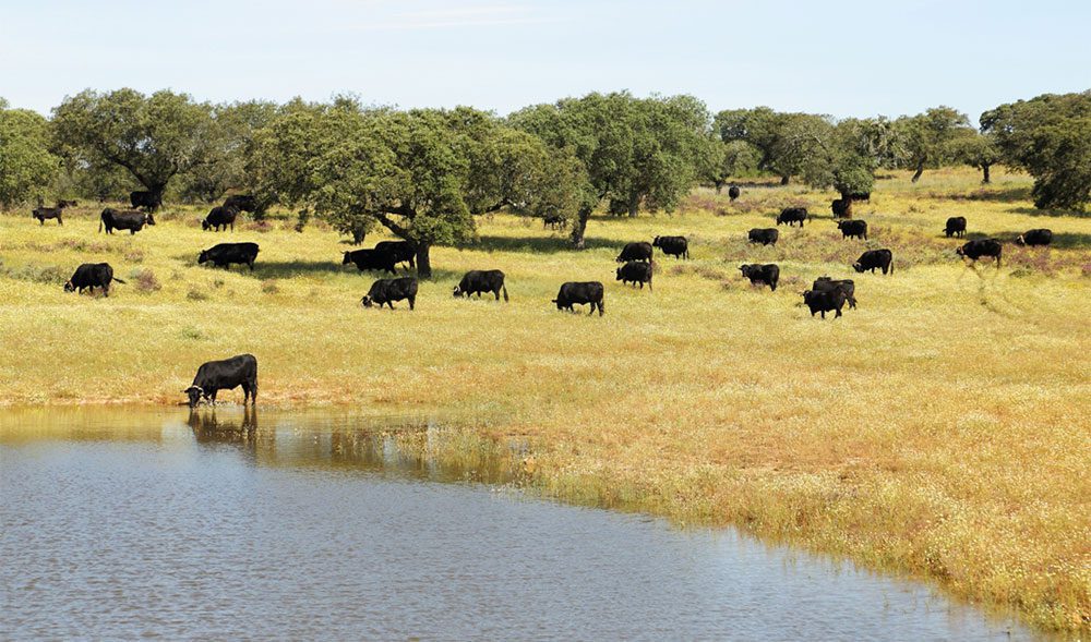 vaca avileña