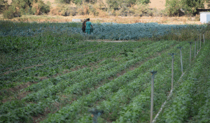 horticola hortalizas