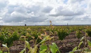 Vinedo en la DO Rueda primavera
